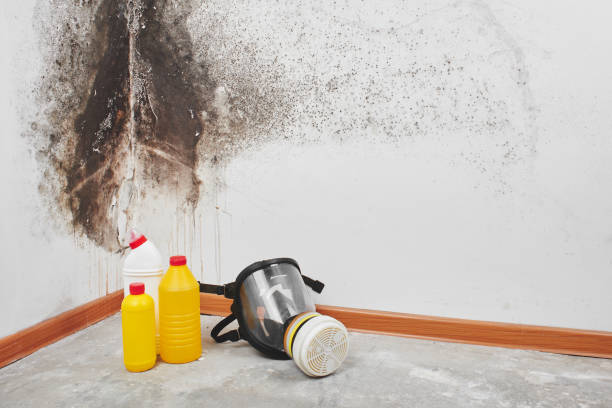 Best Attic Mold Removal  in Bloomfield, NY