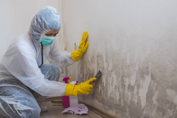 Office Mold Removal Services in Bloomfield, NY