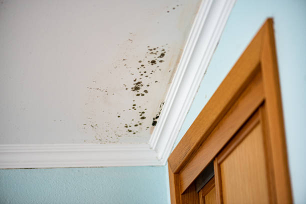 Best Mold Removal Company Near Me  in Bloomfield, NY