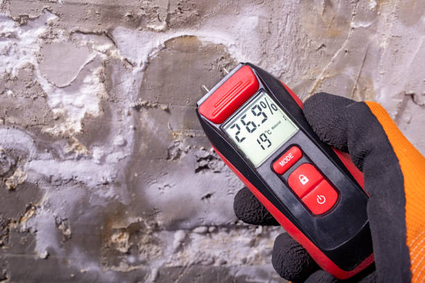 Best Fast Mold Removal  in Bloomfield, NY
