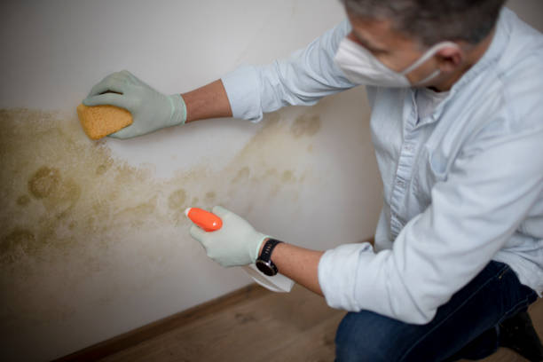 Best Office Mold Removal Services  in Bloomfield, NY