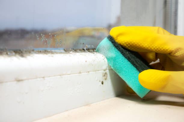 Best Affordable Mold Removal  in Bloomfield, NY