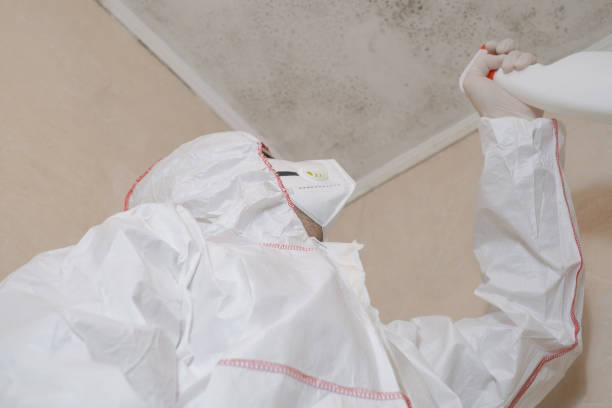 Best Mold Cleaning Services  in Bloomfield, NY