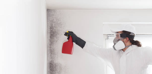 Best Local Mold Removal Service  in Bloomfield, NY