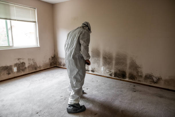 Best Certified Mold Removal  in Bloomfield, NY