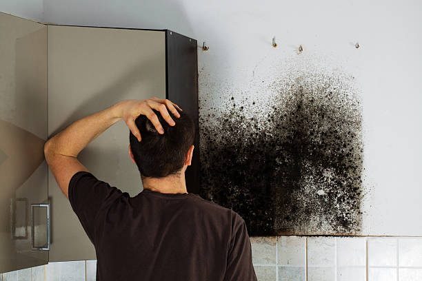 Best Emergency Mold Removal  in Bloomfield, NY