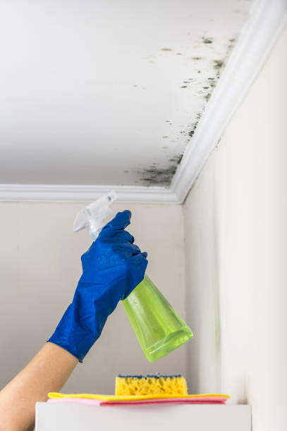 Best Same-Day Mold Removal  in Bloomfield, NY