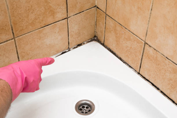 Best Black Mold Removal  in Bloomfield, NY